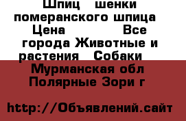 Шпиц - шенки померанского шпица › Цена ­ 20 000 - Все города Животные и растения » Собаки   . Мурманская обл.,Полярные Зори г.